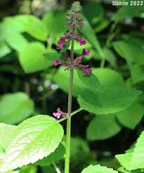 Image result for Cleistochlamys