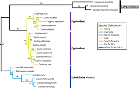 Image result for Cyphia lasiandra