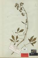 Image result for Cissus aralioides