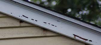 What do carpenter bees look like? Carpenter Bees Massachusetts Home Inspections