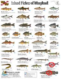 Common Freshwater Fish Identification Inland Fishes Of Md