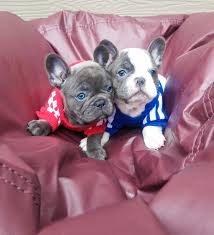 Due to their uneven weight distribution, french bulldogs should not be allowed to swim without a lifejacket, even under. Home