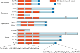 Fast & free shipping on many items! Genetic Complementation An Overview Sciencedirect Topics