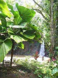 Image result for Licuala grandis