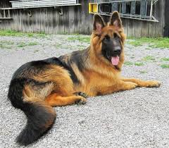 Daisy a long haired german shepherd puppy at 6 weeks. 6 Week Old Gsd Weight Novocom Top