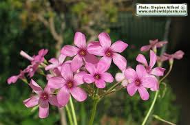 Image result for Oxalis debilis