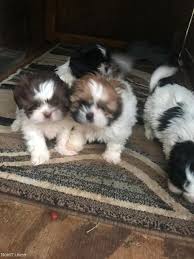 Imperial shih tzu puppies for sale uk. Beautiful Kc Shih Tzu Puppies Oxford Oxfordshire Nomtimes Uk