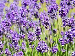 Lavender Flower In Urdu Best Flower Wallpaper
