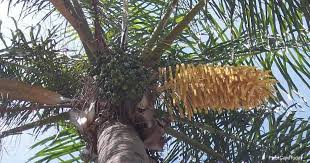 Maybe you would like to learn more about one of these? Growing Queen Palm Plants How To Care For Syagrus Romanzoffiana
