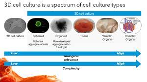 Cultlab3d is specialized in automating the process of 3d digitization of cultural heritage artifacts. Advances In Three Dimensional Cell Culture In Drug Research And Discovery Youtube