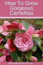 How To Care For Camellias Camellia Japonica Lots Of Gorgeous Pictures Camellia Plant Flower Care Beautiful Flowers Garden