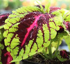 Image result for Coleus rhodesianum