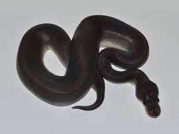 Black Pastel Cinnamon Morph List World Of Ball Pythons Ball Python Snake Lovers Ball Python Morphs