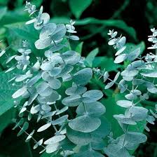 Image result for Eucalyptus