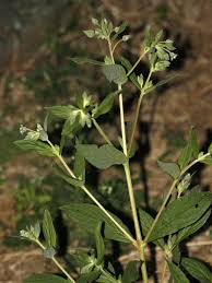 Image result for Trichodesma zeylanicum