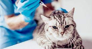Side Effects Of Injectable And Oral Steroids In Cats Trudell Animal Health