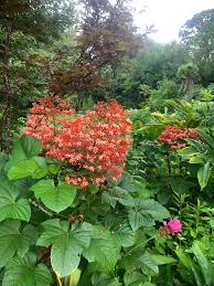 Image result for Clerodendrum poggei
