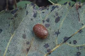 Image result for Apoda limacodes