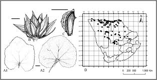 Image result for Pavonia senegalensis