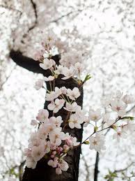 Maybe you would like to learn more about one of these? 10 Ideas To Steal From Japan Inspired Gardens Gardenista Beautiful Flowers Flowers Pretty Flowers