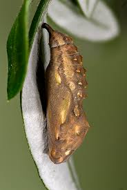 Image result for Berkheya bipinnatifida