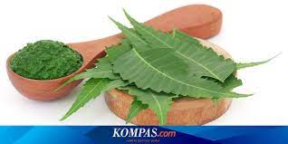 Maybe you would like to learn more about one of these? Mengenal Neem Tanaman Asal India Yang Berkhasiat Untuk Kecantikan Kulit Halaman All Kompas Com