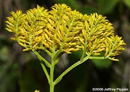 Image result for Polygala capillaris