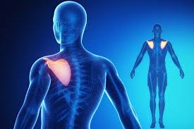 Image result for Snapping Scapula