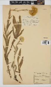 Image result for Helichrysum acutatum