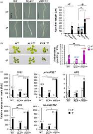 Responses of NLAOX and PHR1OX to phosphate (Pi) starvation. Ten‐day‐old...  | Download Scientific Diagram