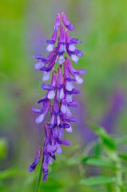 New York State Native Wildflower Photography Wildflowers Photography Wild Flowers Common Wildflowers