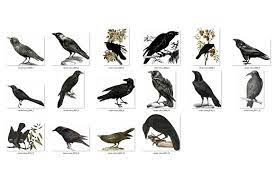 Download Vintage Ravens And Crows Clipart Pre Designed Photoshop Graphics Creative Market