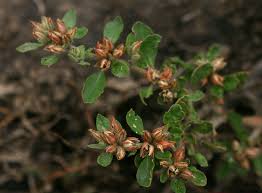 Image result for Glinus lotoides