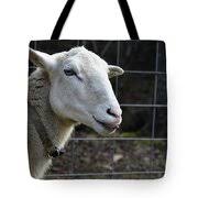 Sweet Ewe Loves Treats Photograph by Paul Oriente