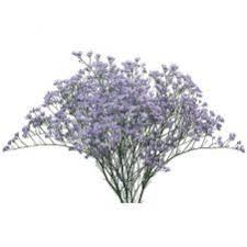 Maybe you would like to learn more about one of these? Pinterest Log In Download Limonium Dfad Collection By Dutch Flower Auction Direct 25 Pins 264 Followers Last Updated 7 Years Ago Buy Wholesale Cut Flowers For Direct Delivery To Any Address In Mainland Uk No Minimum Site Maintenance More