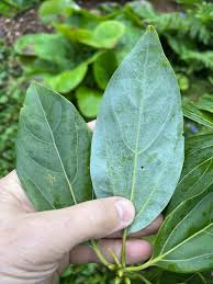 Image result for Nesaea polycephala