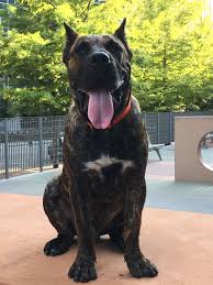 Sorry, there are no presa canario puppies for sale at this time. 7 Month Hulk The Presa Canario Presa Canario Cute Animals Animals