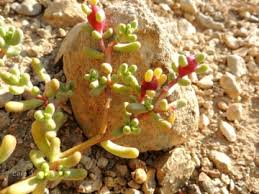 Image result for Halopegia