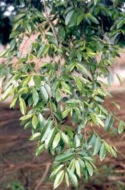 Image result for Margaritaria