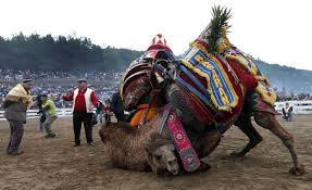 The camel population is mostly used for camel wrestling events in. Like Sumo Wrestling With Lots Of Spit Camels Tussle In Turkey Npr