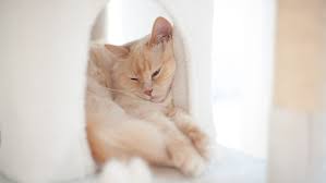 What to look out for after. Things You Should And Shouldn T Do For Your Neutered Cat
