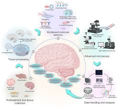 Unless otherwise stated in our catalog or other company documentation accompanying the product(s), our products are intended for research use only and are not to be used for any other purpose, which. Https Pubs Acs Org Doi Pdf 10 1021 Acschemneuro 0c00563