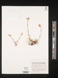 Image result for Dianthus chimanimaniensis