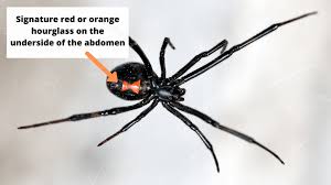 The bright green spider is a hunter pet appearance in the spider family. 5 Poisonous Spiders You Should Watch Out For In Ohio