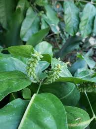 Image result for Gnetum