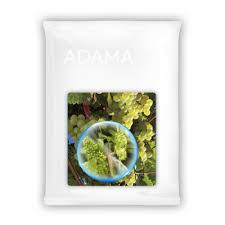 Image result for Metasphaeria diplodiella