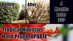 These flowers are large and are shaped like a trumpet. Tropical Hibiscus Hard Prune Update 4 Months Later Youtube