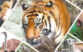 Es un animal en peligro de extinción. Los Mexicanos Compran Tigres Felinos Lideran Contrabando Animal En Mexico El Sol De Toluca Noticias Locales Policiacas Sobre Mexico Edomex Y El Mundo