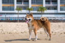 We have 4 shiba inu puppies available for sale (stacy, peter, ruby, and little tim). 4 Things To Consider Before Getting A Shiba Inu Dog Mystart