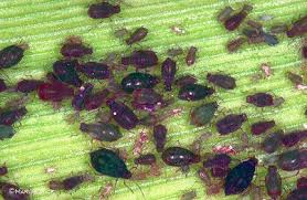 Add the corn oil to the soapy water. Leaf Feeders Radcliffe S Ipm World Textbook